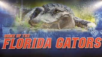 kellgator