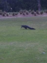 hailemfgator