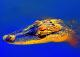 swimGator