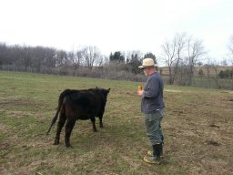 gatorcattleman
