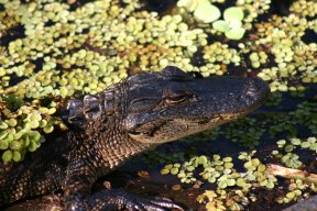 Paulygator