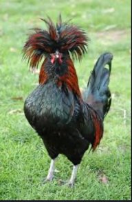 firechicken