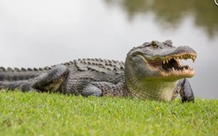 longtimegator