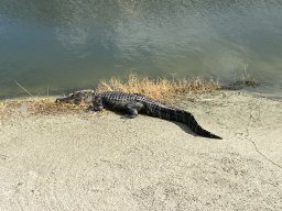 gatorgolfer4