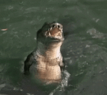 bmfgator