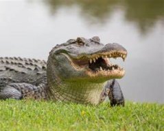 IndialanticGator