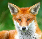 FoxGator