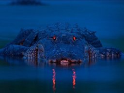 nightgator1