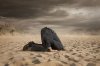ostrich_in_sand-960w.jpg