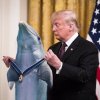 Dolphin.jpg