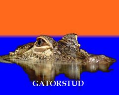 _GatorStud_