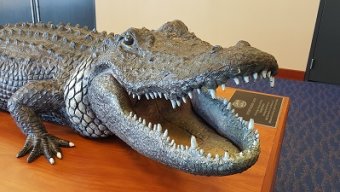 GatorKenW