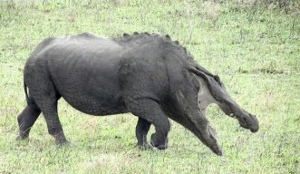 Rhino60
