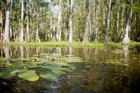 SwampTing