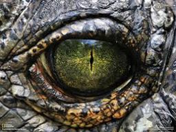 swamp_gator