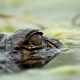 Swampthing_33155
