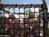 Gators baseballs at TD Ameritrade park before the Florida Gators first game of the 2017 College World Series- Florida Gators baseball- 1280x850